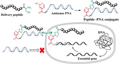 An Efficient Approach for the Design and Synthesis of Antimicrobial Peptide-Peptide Nucleic Acid Conjugates